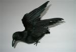 Krähe Vogel Rabe Dekoration Halloween