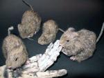 Ratte Dekoration Halloween Party Grusel