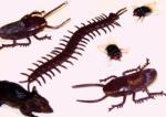 Ungeziefer Halloween Tischdekoration Grusel 24er Pack