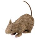 behaarte Ratte mit Schwanz Dekoration Halloween Party