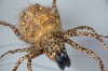 braune gefleckte Spinne 60 cm überdimensional Halloween Horror Deko Party Grusel