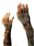 Krallenhände Hände Werwolf Monster Grusel Halloween